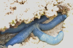アオヒトデみーつけた