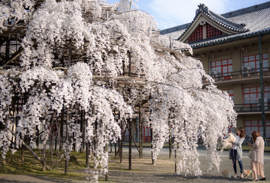 枝垂れ桜