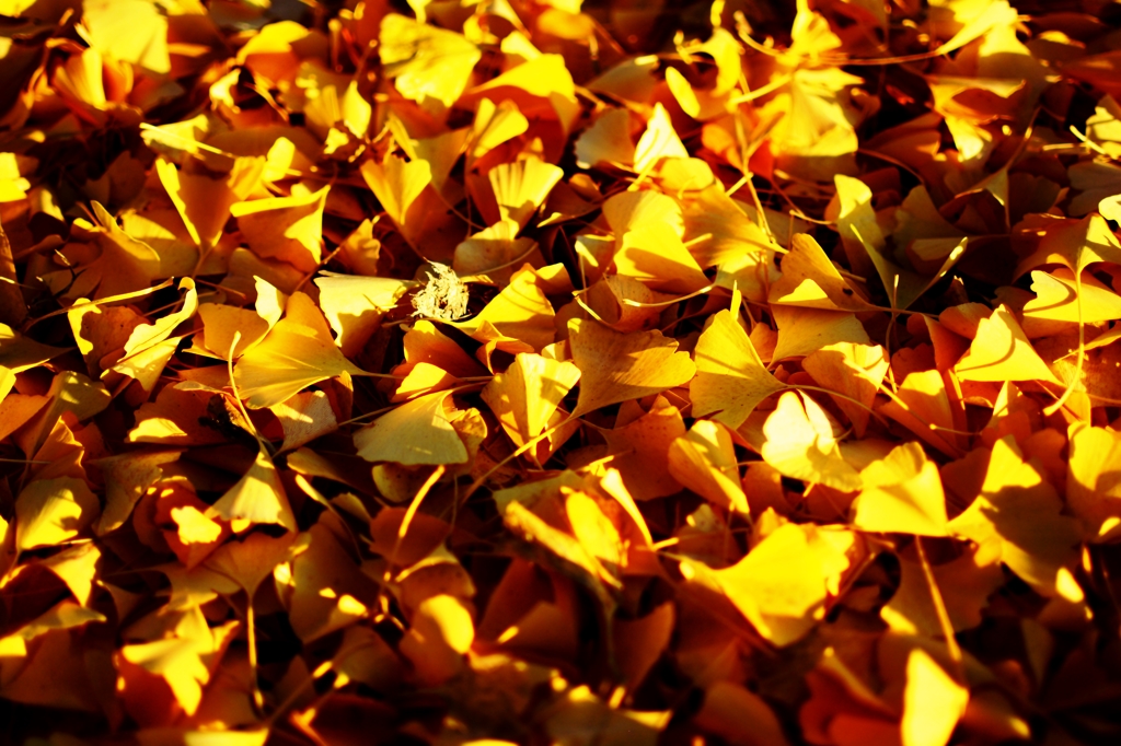 golden leaves...