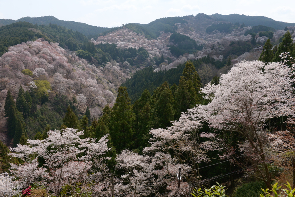 一目千本桜