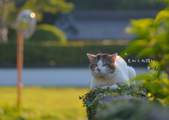 集落の看板猫