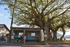 ガジュマルの樹とバス停