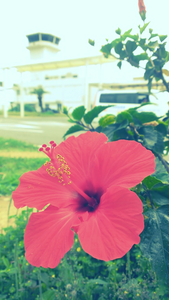 amami-airport