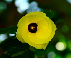 ユウナの花