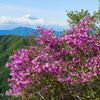 ツツジと少しの富士山と