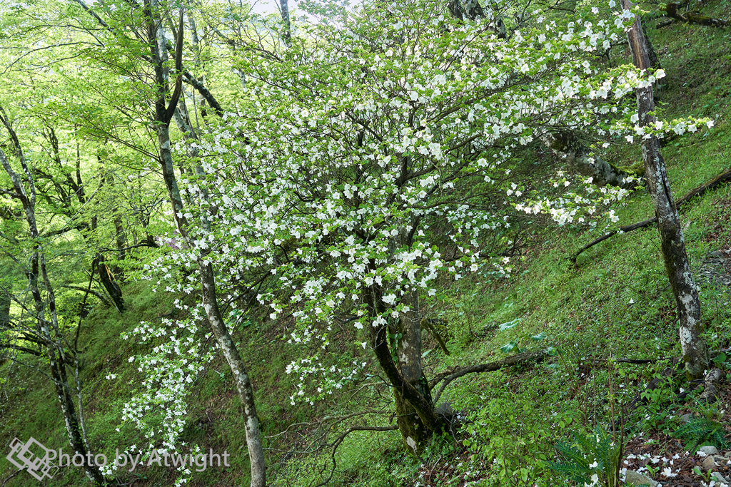白の花