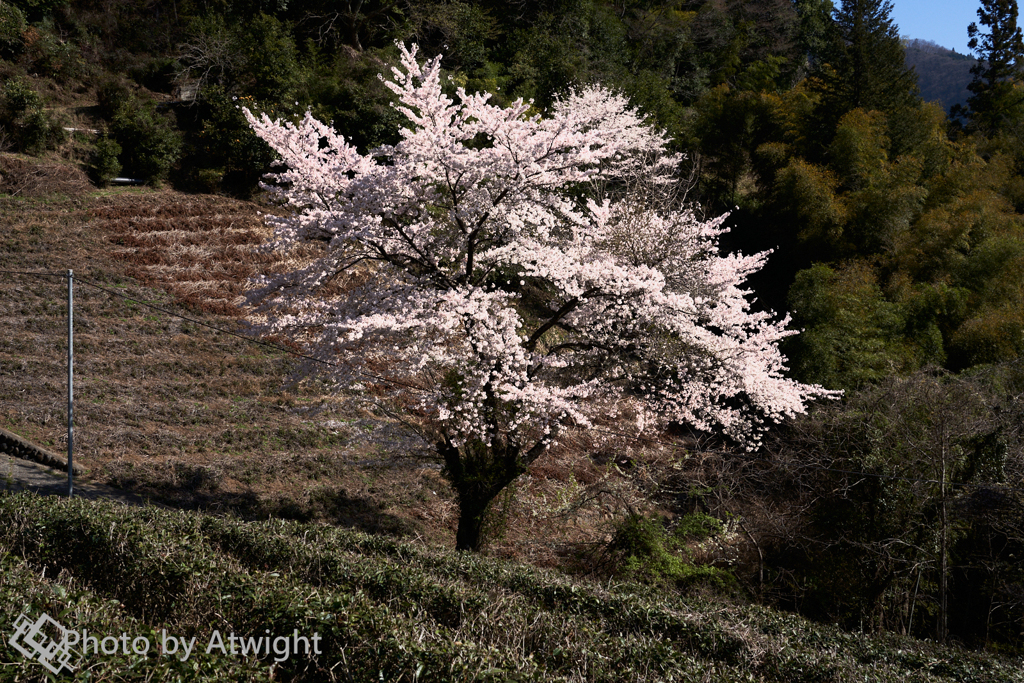 山里の桜