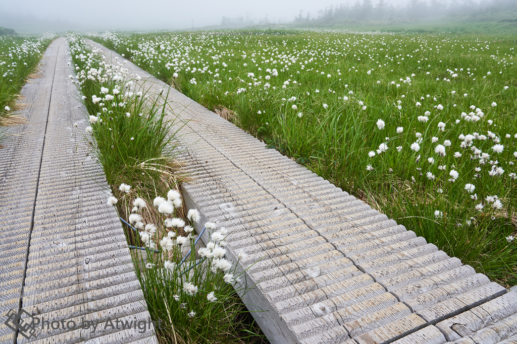 湿地帯の白い花