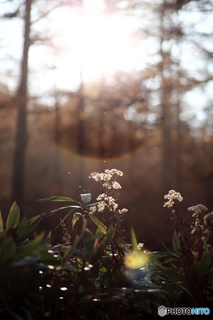 understory