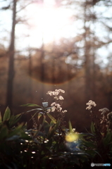 understory