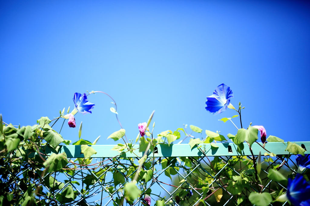 朝顔と夏空