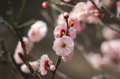 香る花