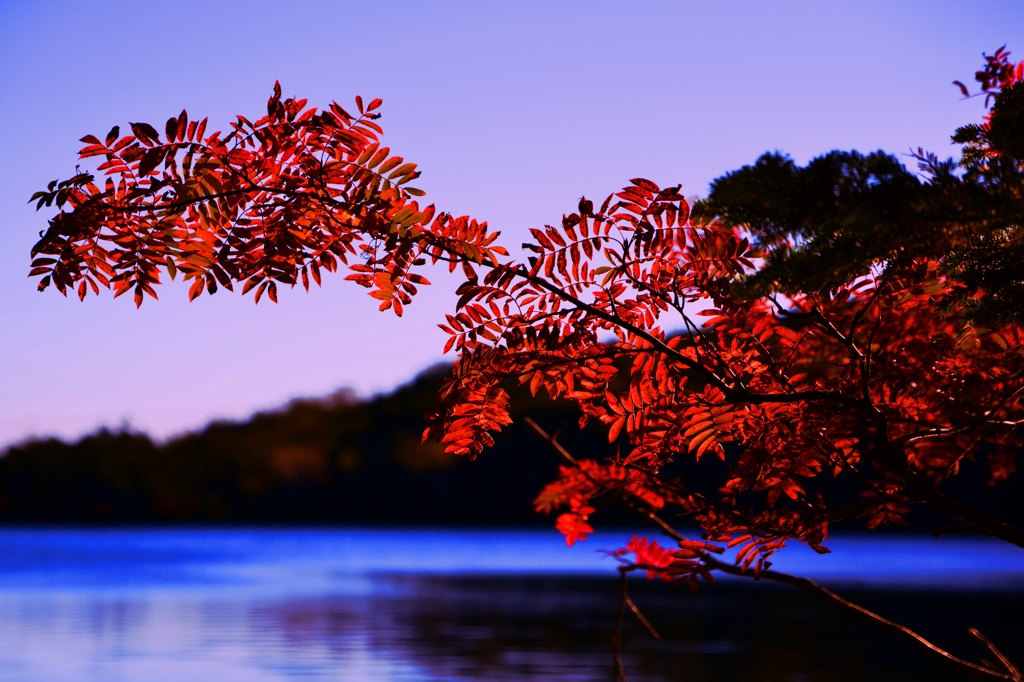 今年も紅葉を見に行ってみた・・・(*´з`)