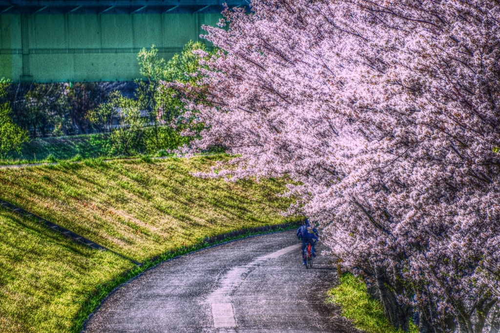 桜坂