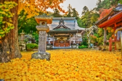 黄金色に染まる・・・本立寺