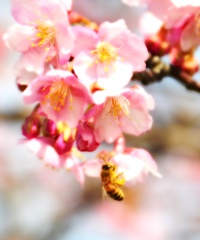 A Taste Of Honey 14 ~河津桜Ⅲ~