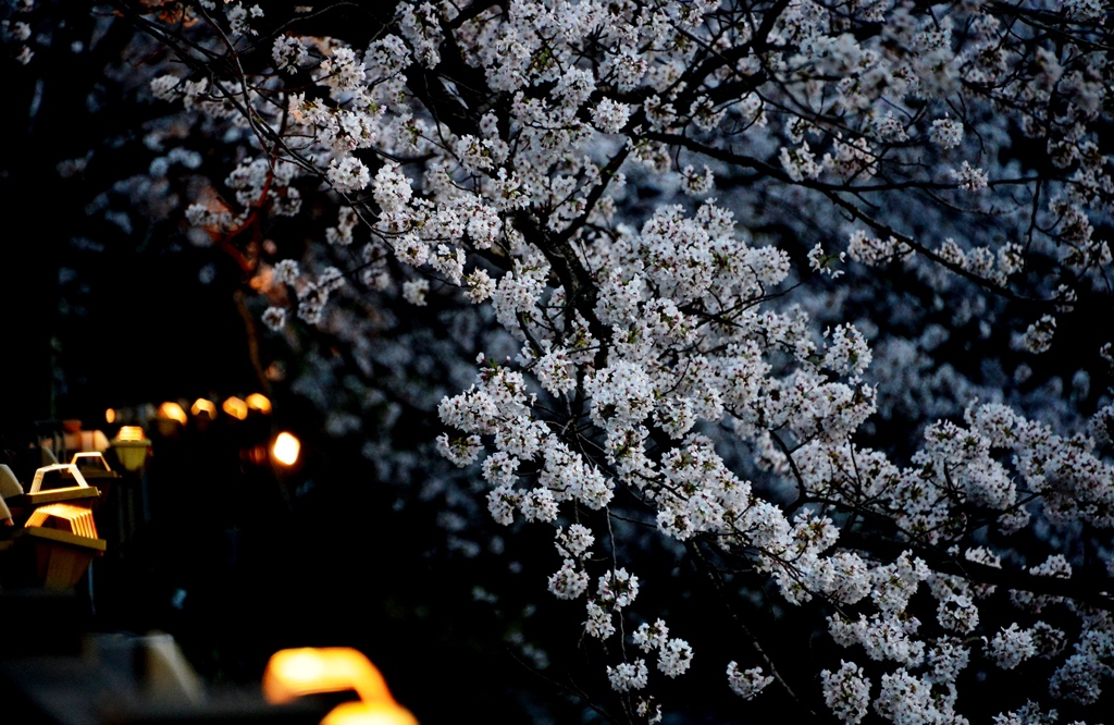 桜～feat.灯火～