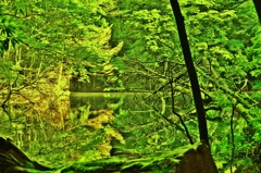 翠緑の森