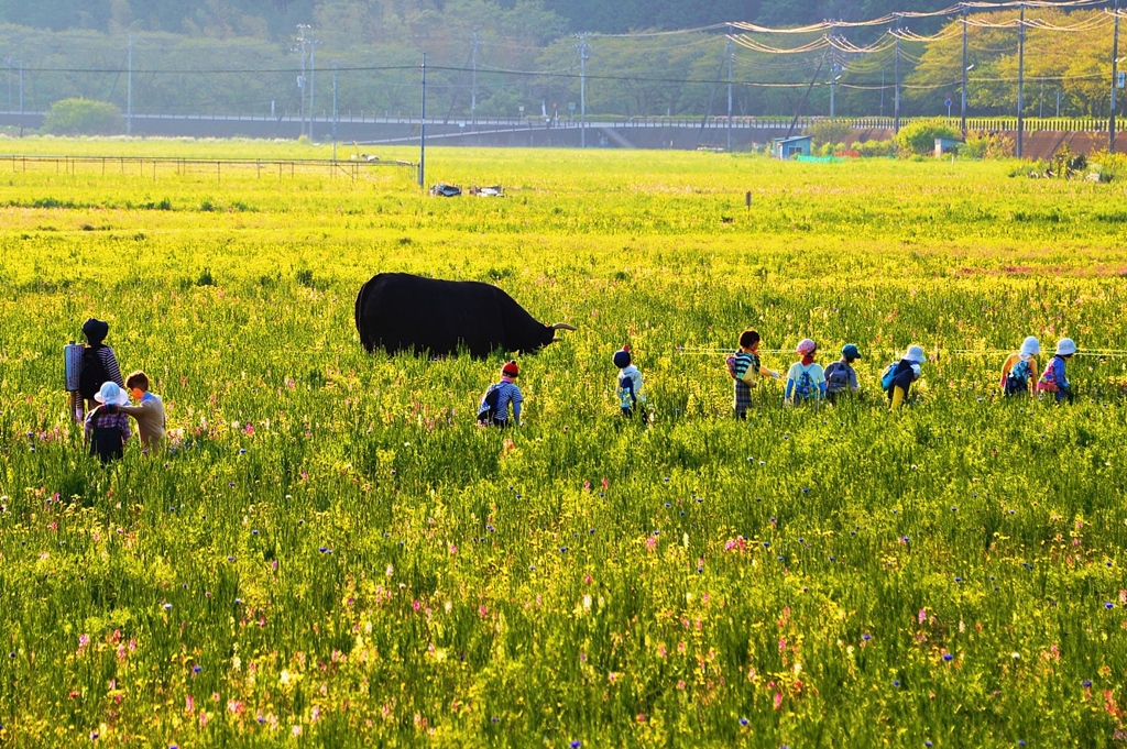お花畑に・・・猛牛出現!?