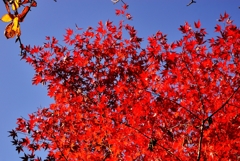 秋の空　～Blue&Red～