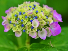 魅せられて・・・紫陽花