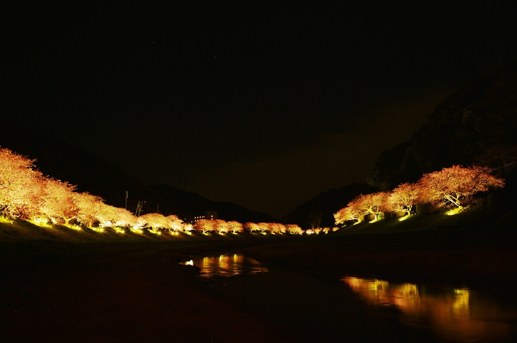 夜桜～河面