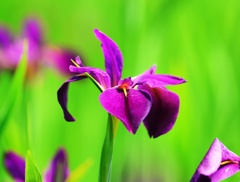 花菖蒲？杜若？アヤメ？