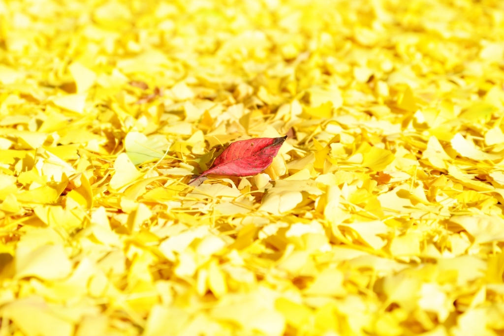 Yellow Magic Autumn