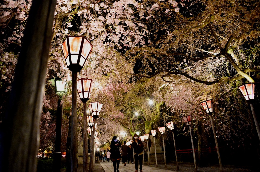 夜桜回廊