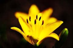 夕萓の・・・花は夜開く