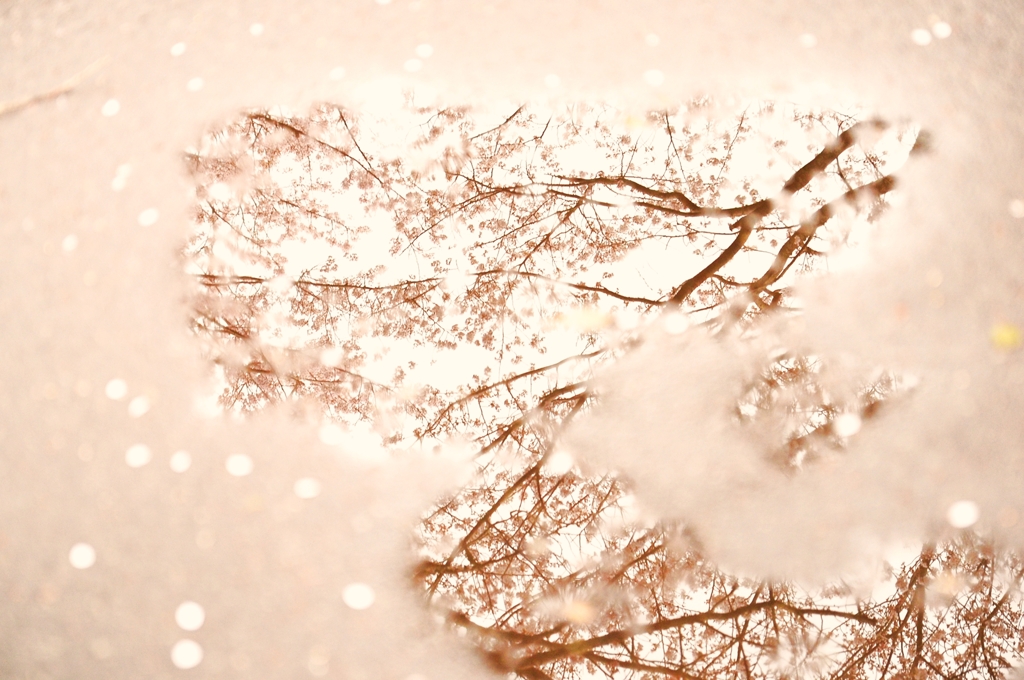 鏡面の風景　～桜～