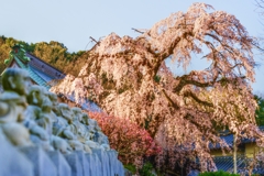 多情仏心　～龍源寺の枝垂れ桜～