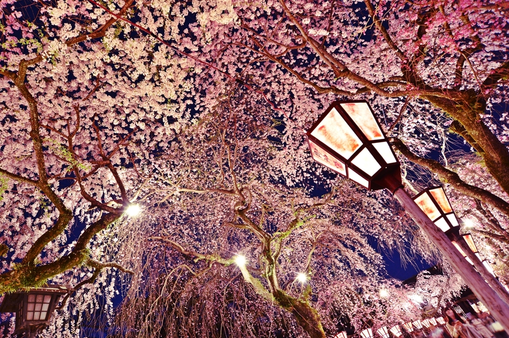 三嶋大社の夜桜が恋しくて・・・櫻回廊