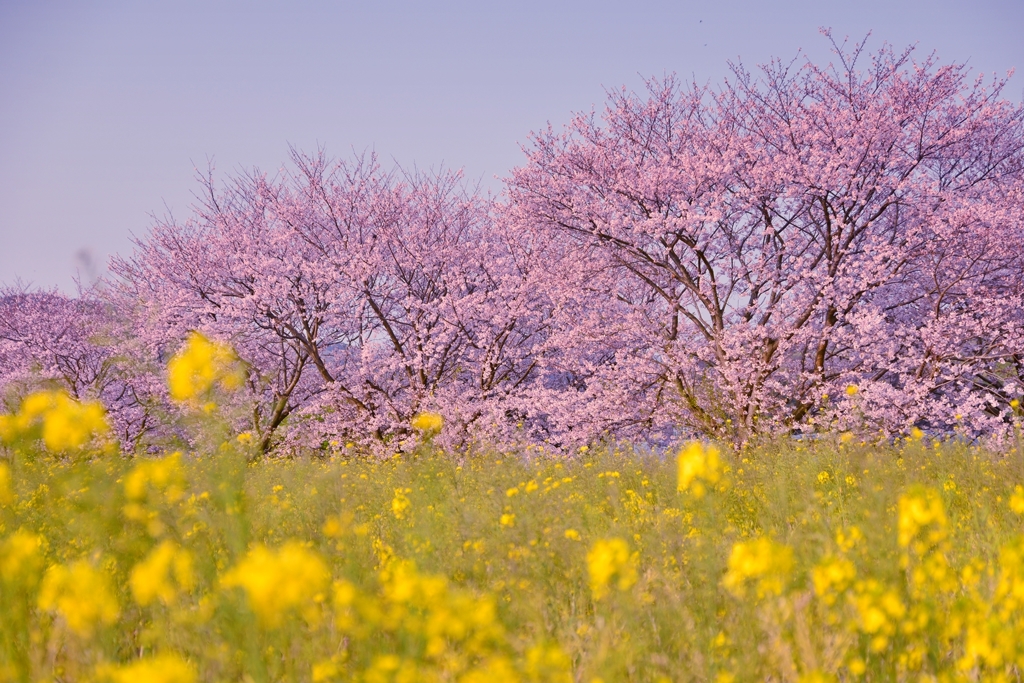 あっ・・・春だったね
