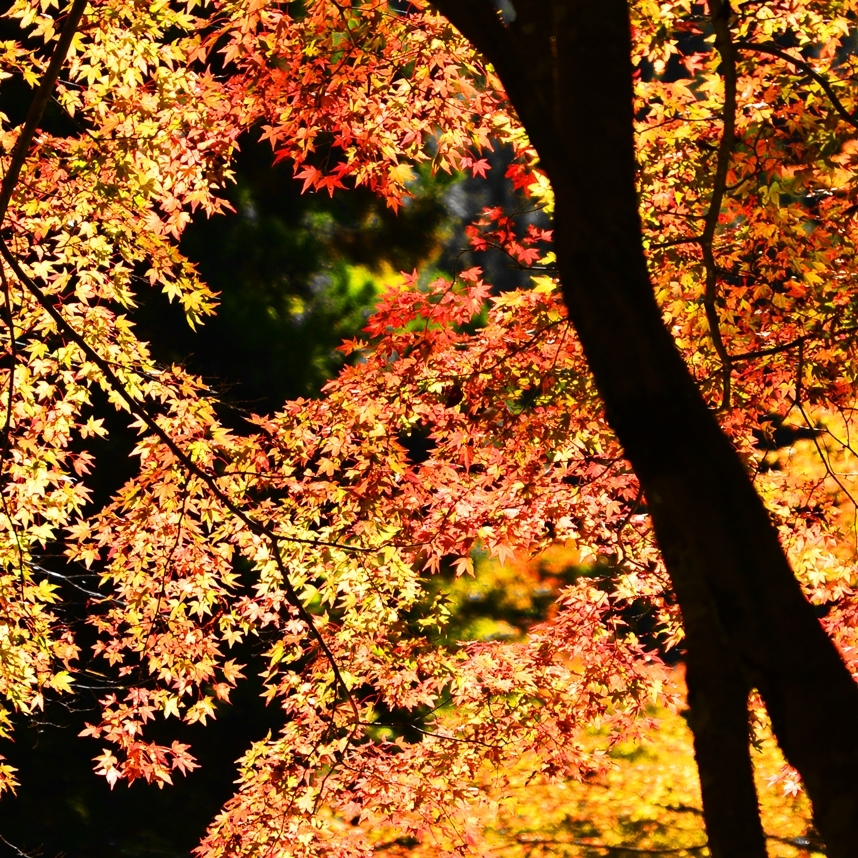 紅葉の錦 神のまにまに・・・其の弐