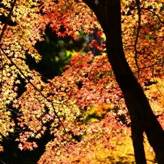 紅葉の錦 神のまにまに・・・其の弐