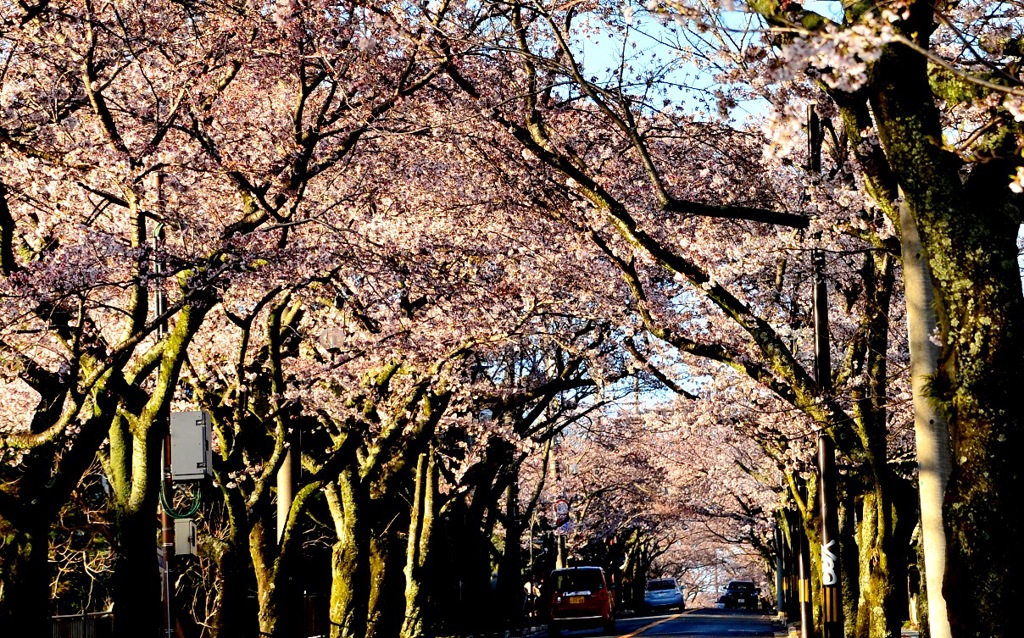 桜並木