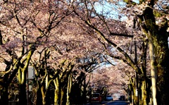 桜並木