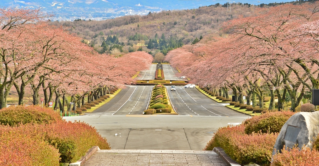 桜道 ～富士霊園～