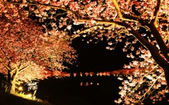 夜桜～満開