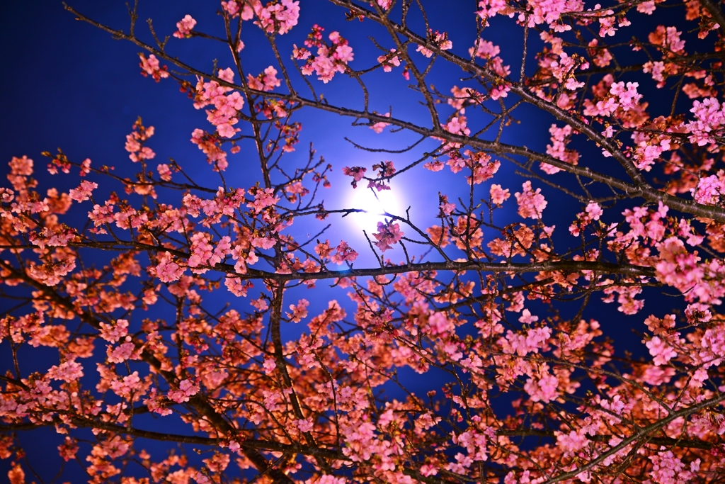 月夜の晩に・・・河津桜を撮る