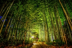 竹林夜景 ～修善寺温泉～