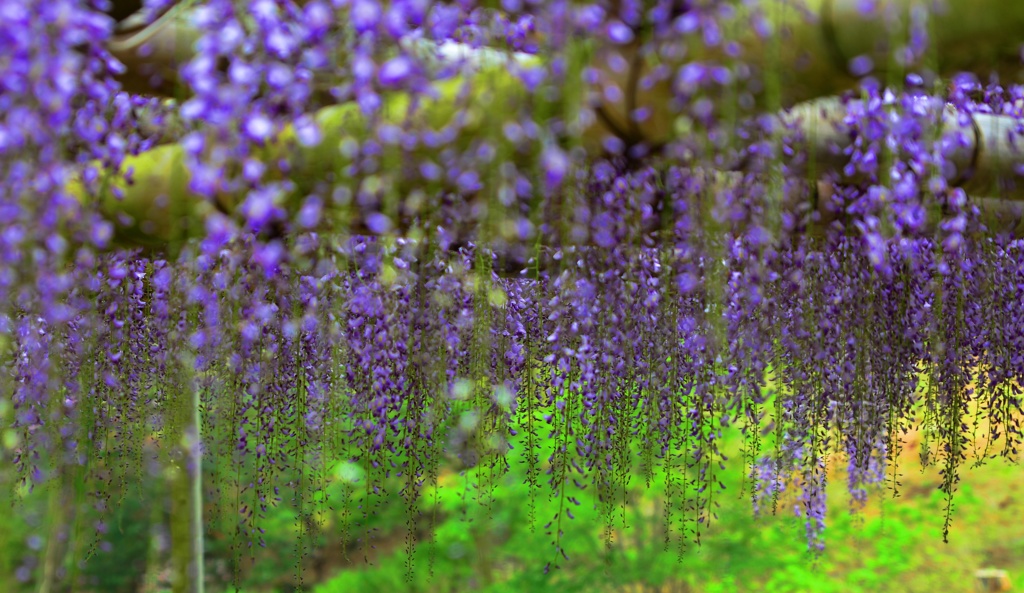 violet shower