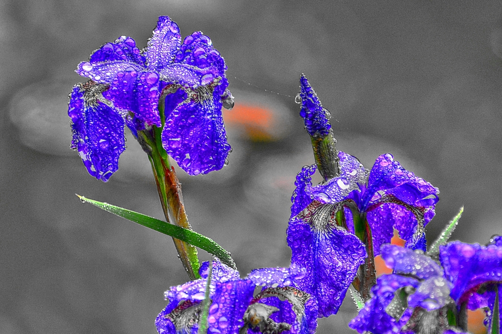 異彩を放つ　～菖蒲～