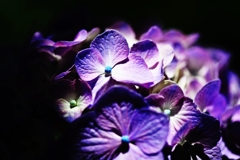 紫陽花の・・・花は夜開く