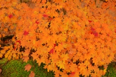 紅葉の錦 神のまにまに・・・