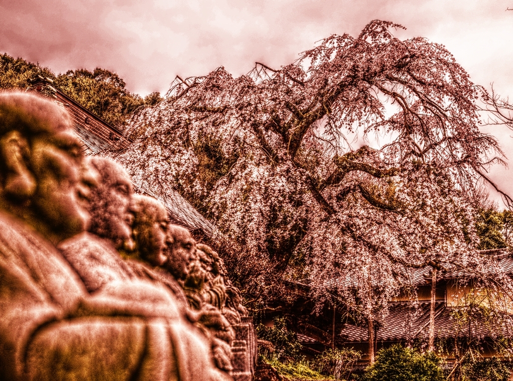 多情仏心　～枝垂桜～