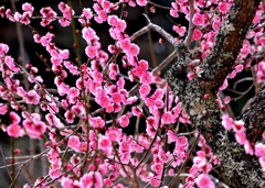 梅花６