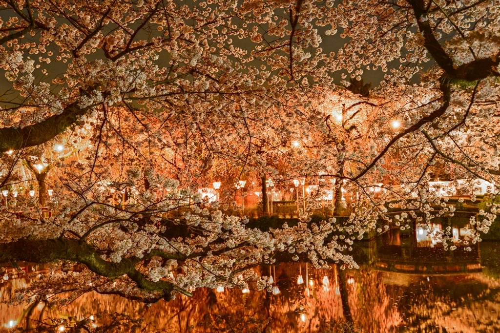三嶋大社の夜桜が恋しくて・・・爛漫