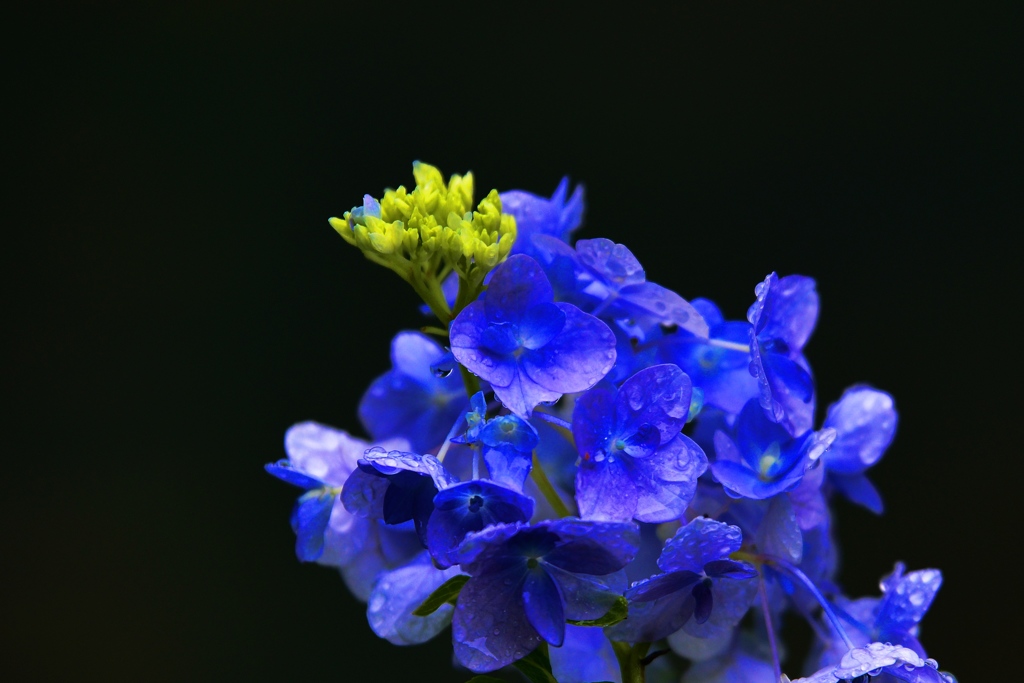 儚い・・・紫陽花